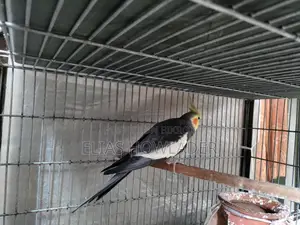 Cockateel Bird