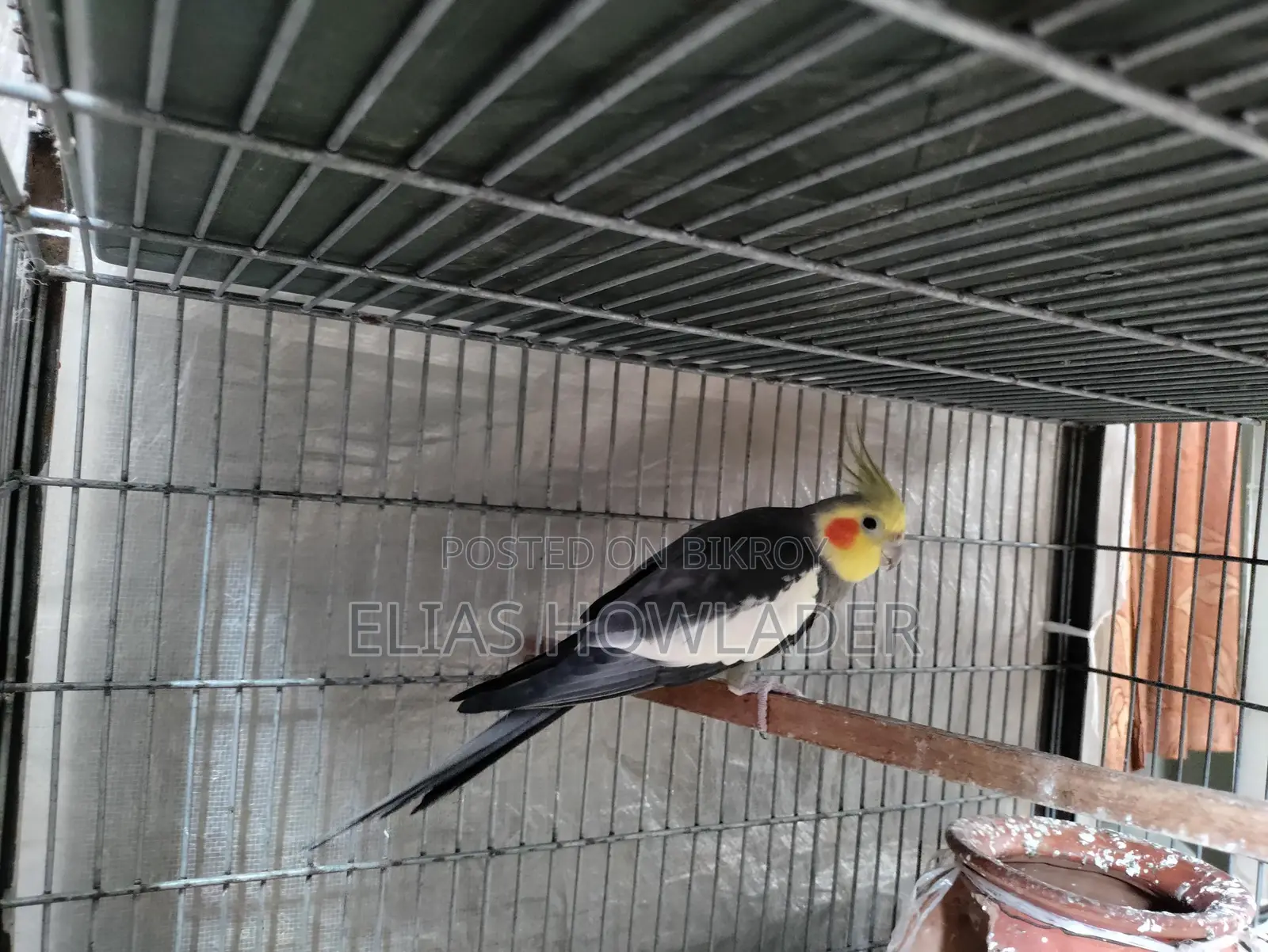 Cockateel Bird