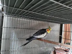 Cockateel Bird