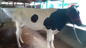 Heifer No. 1096 for Sale