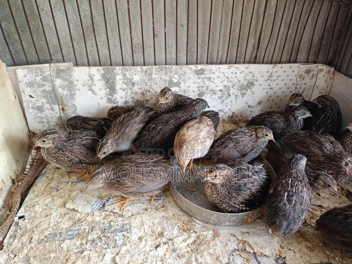 King Quail & Benham Chickens