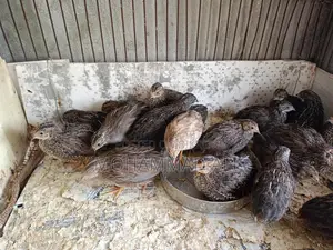 কিং কয়েল &বেন্হাম মুরগীর বেবি