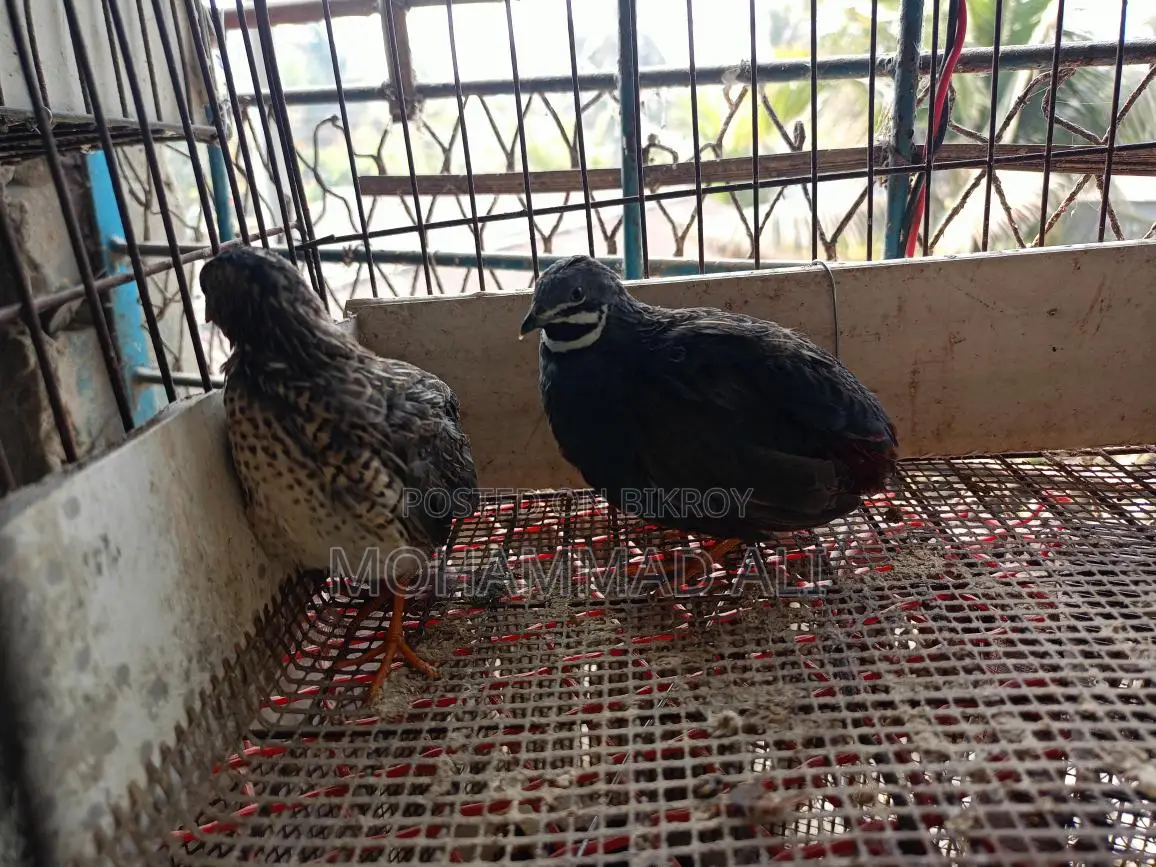 King Quail & Benham Chickens
