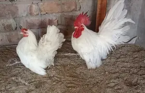 King Quail & Benham Chickens