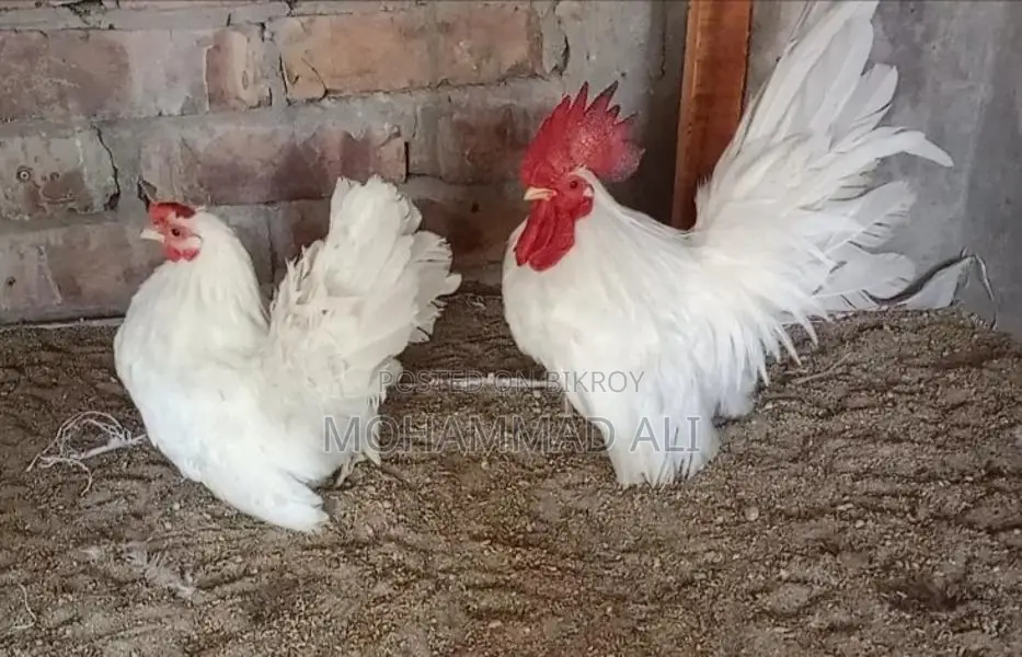 King Quail & Benham Chickens