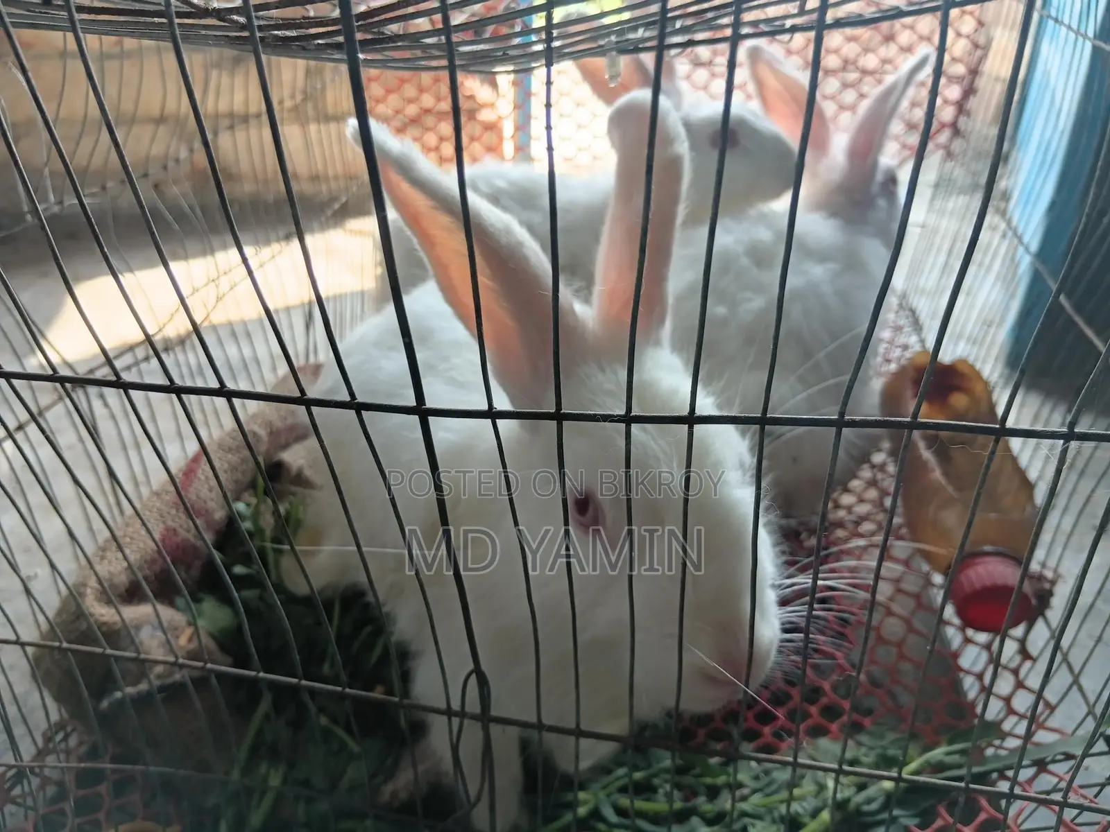Rabbit
