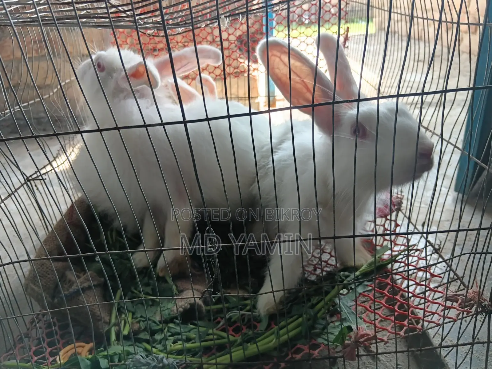 Rabbit
