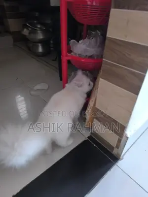 Persian Male Cat