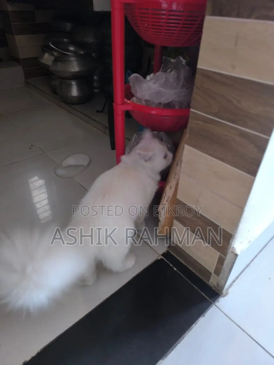 Persian Male Cat