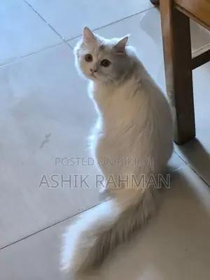 Persian Male Cat