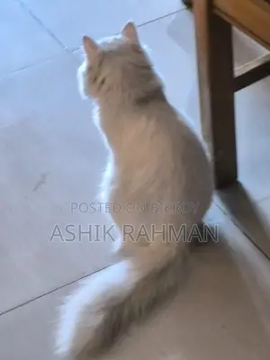 Persian Male Cat