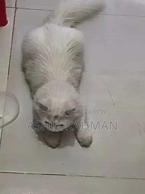 Persian Male Cat