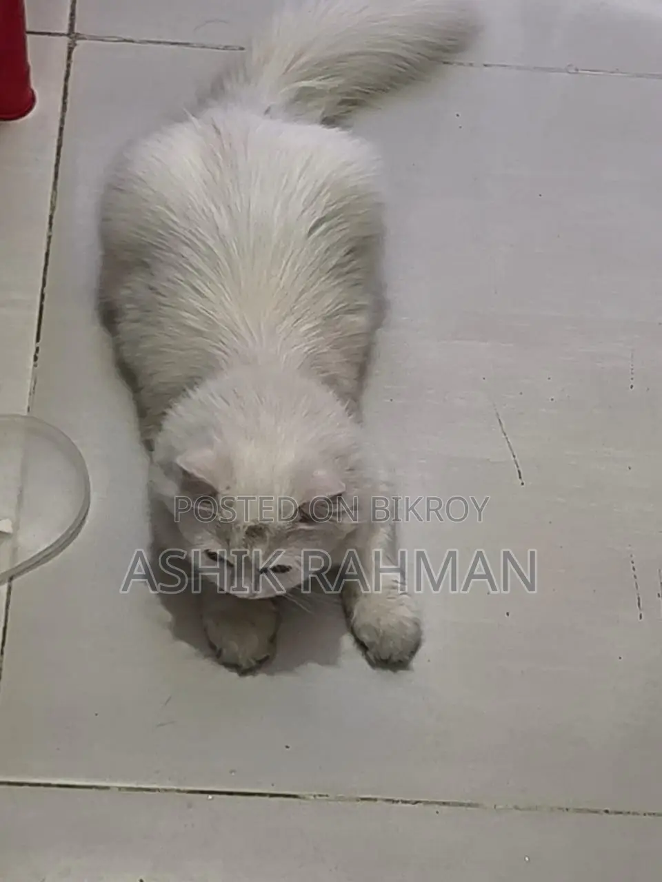 Persian Male Cat