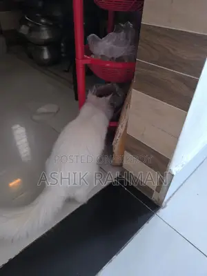 Persian Male Cat