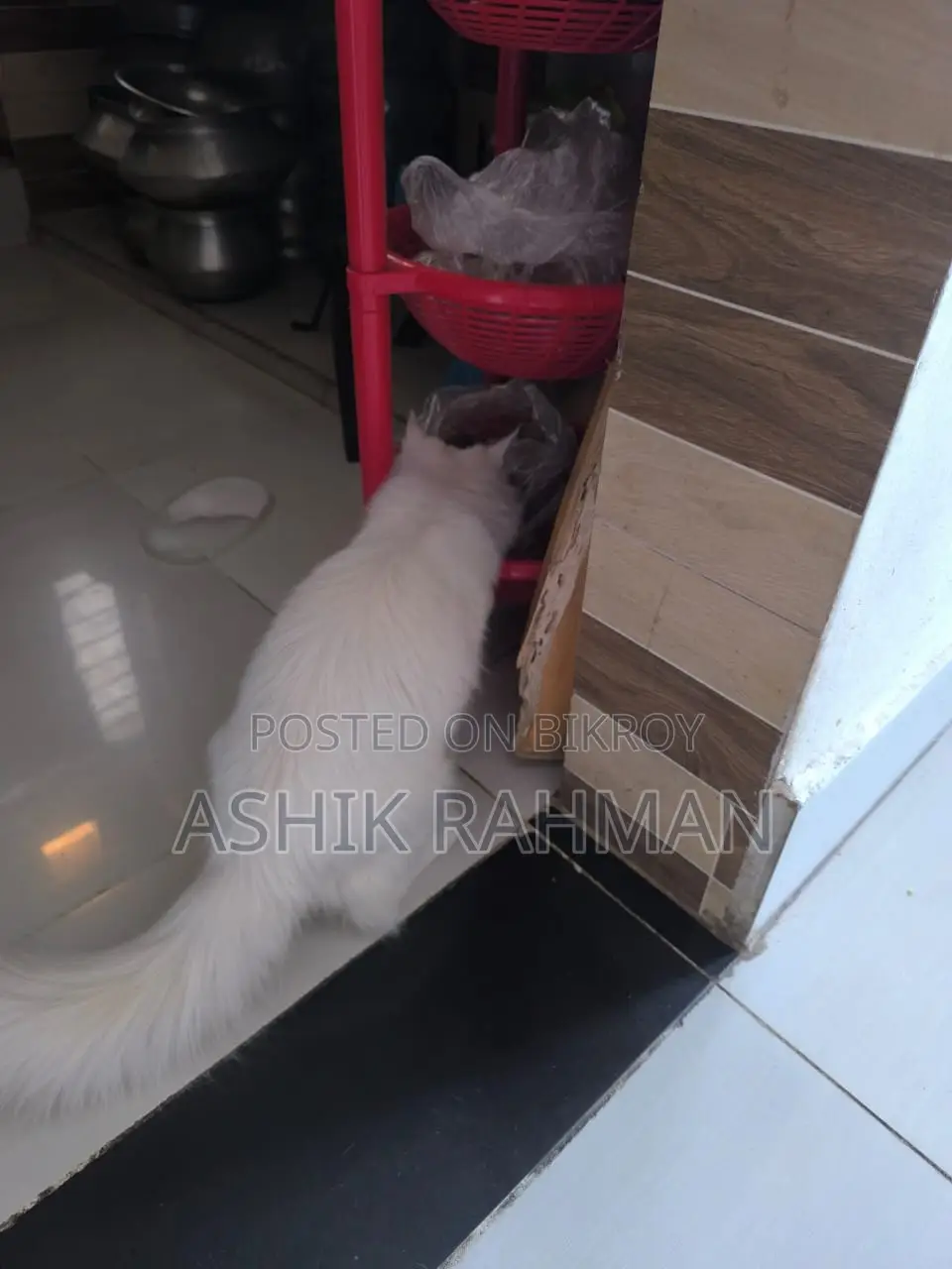 Persian Male Cat
