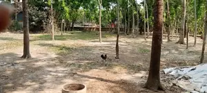 জমি বিক্রয় হইবে। মনিরামপুর পৌরসভার ভিতরে ৮ নম্বর কামারপুর ওয়ার্ড।