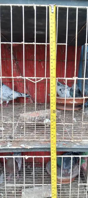 খাঁচা ছেল হবে