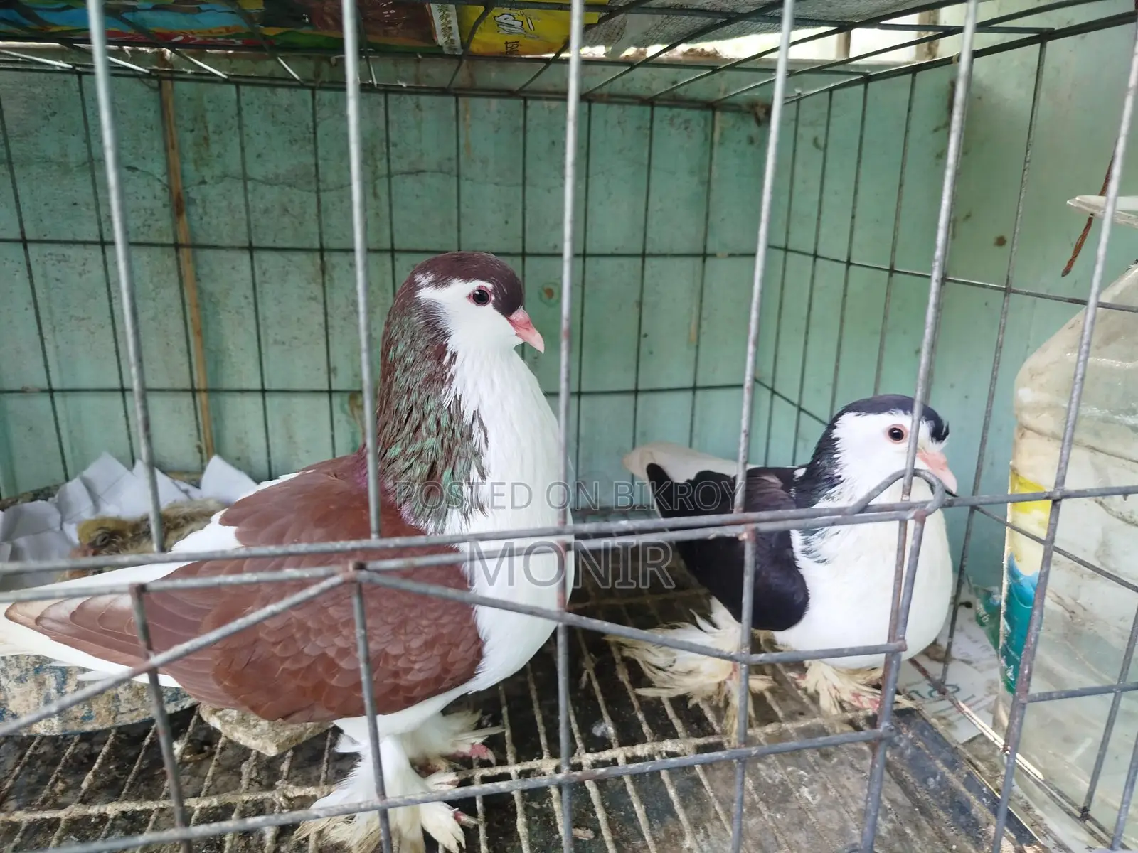 সিরাজী কবুতর