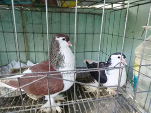 সিরাজী কবুতর