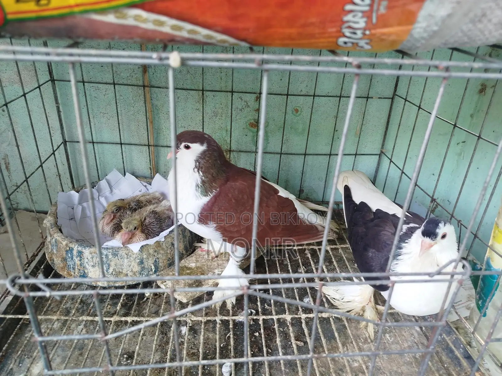 সিরাজী কবুতর