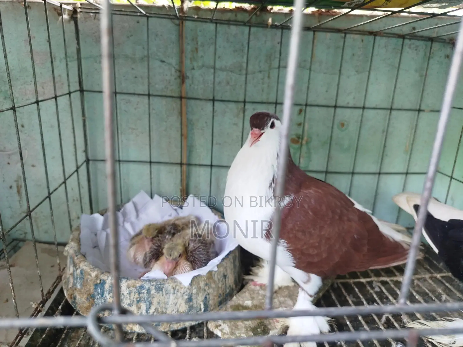 সিরাজী কবুতর