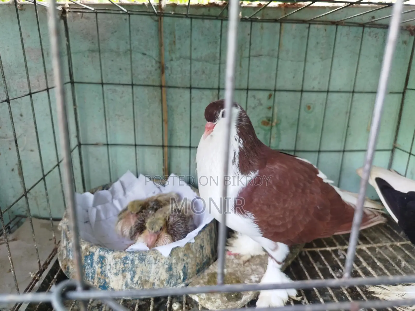 সিরাজী কবুতর