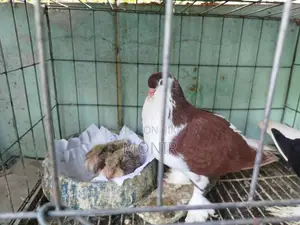 সিরাজী কবুতর