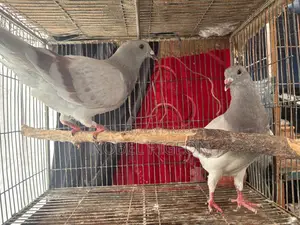 মিলি রেসার ও রেড চেকার জোড়া।