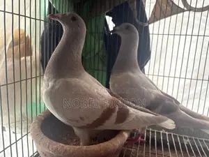 মিলি রেসার ও রেড চেকার জোড়া।