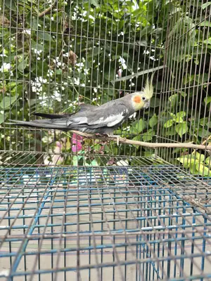 ককাটেল রানিং ফিমেল