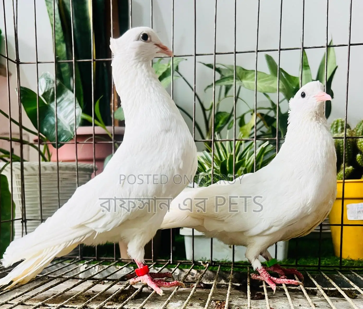 Kakji Pigeon