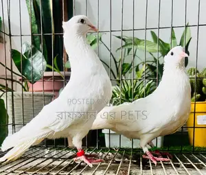 Kakji Pigeon