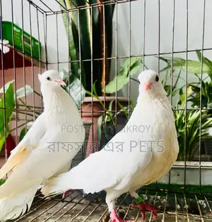 Kakji Pigeon