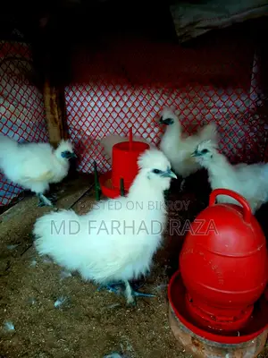 বিভিন্ন বয়সী সিল্কি মুরগি