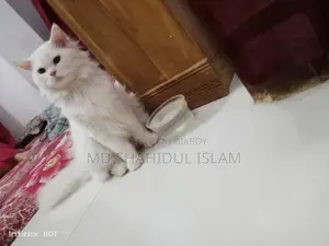 Cat for Sale