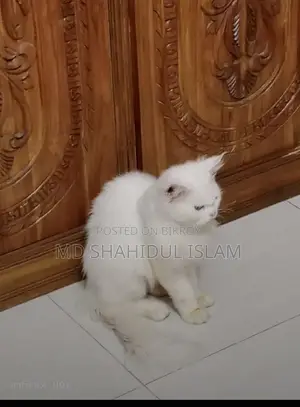 Cat for Sale