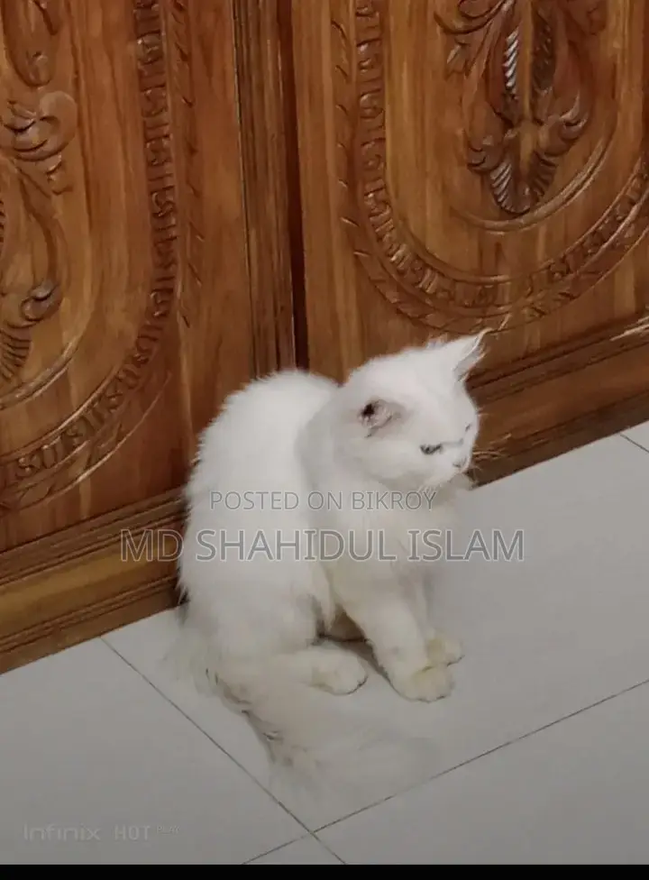 Cat for Sale