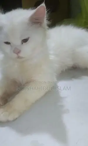 Cat for Sale