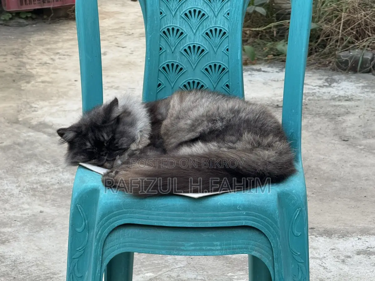 Persian Adult Male