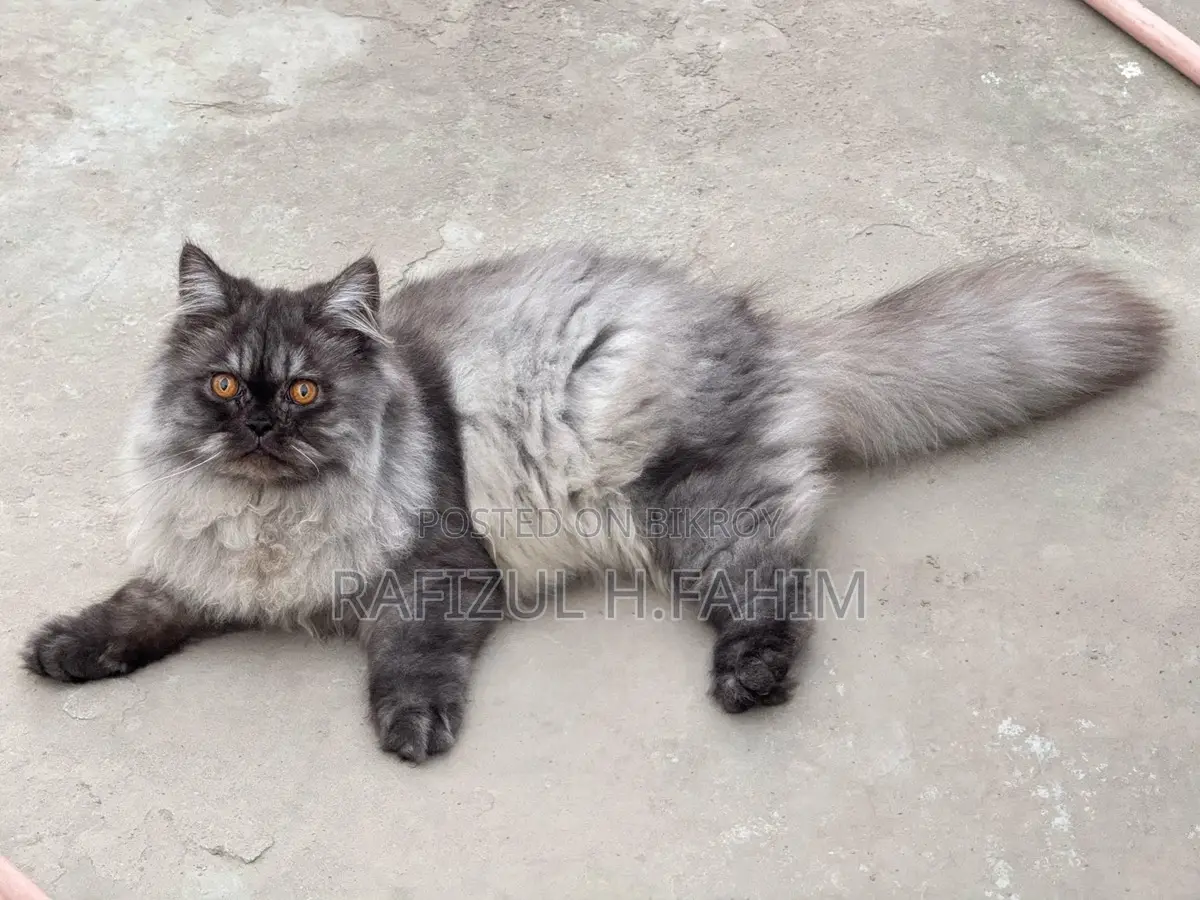Persian Adult Male