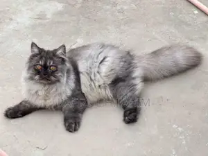 Persian Adult Male