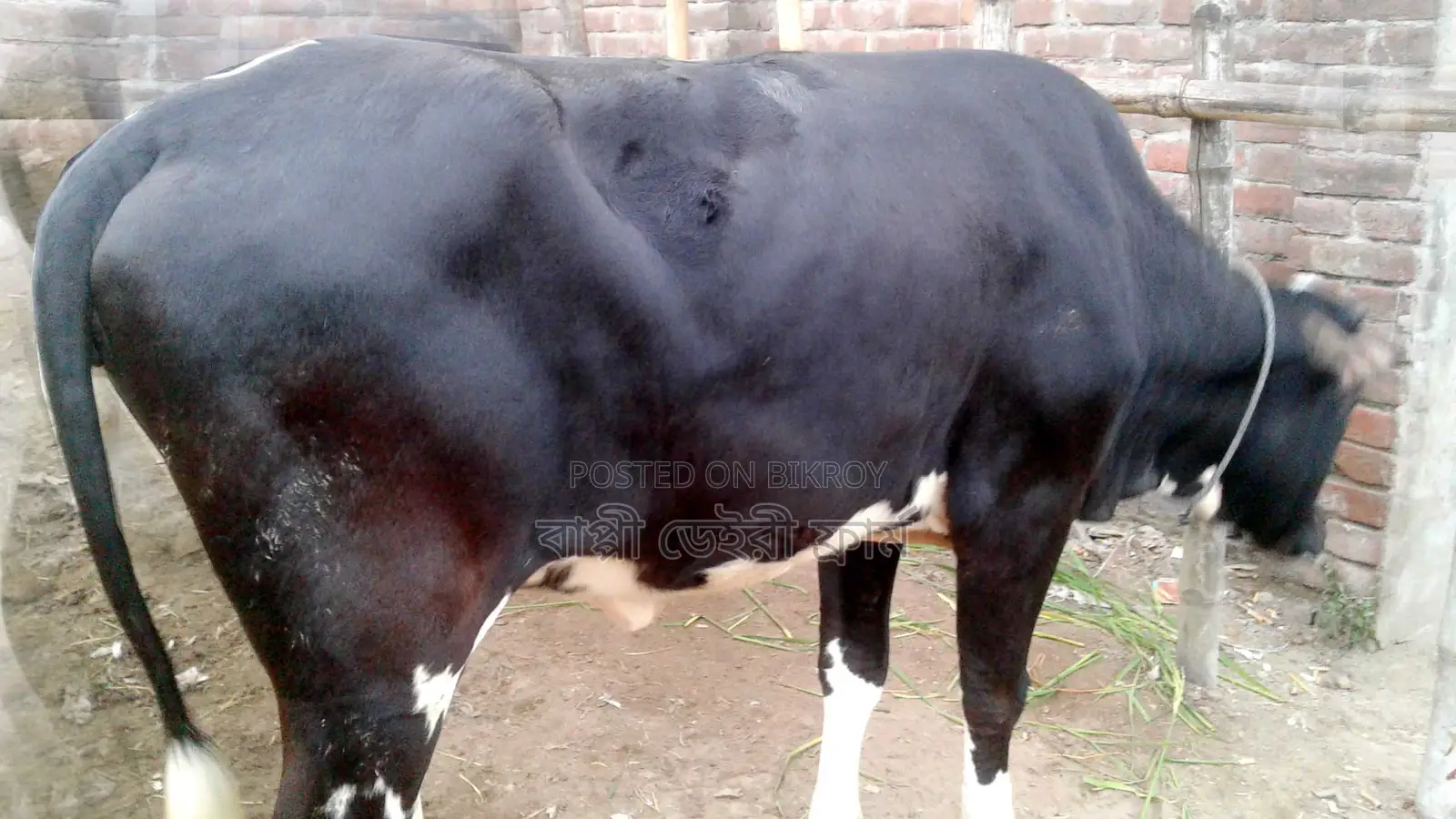 No. 1161 High-Quality Heifer