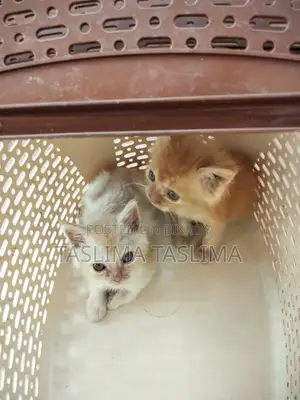 Persian Kitten