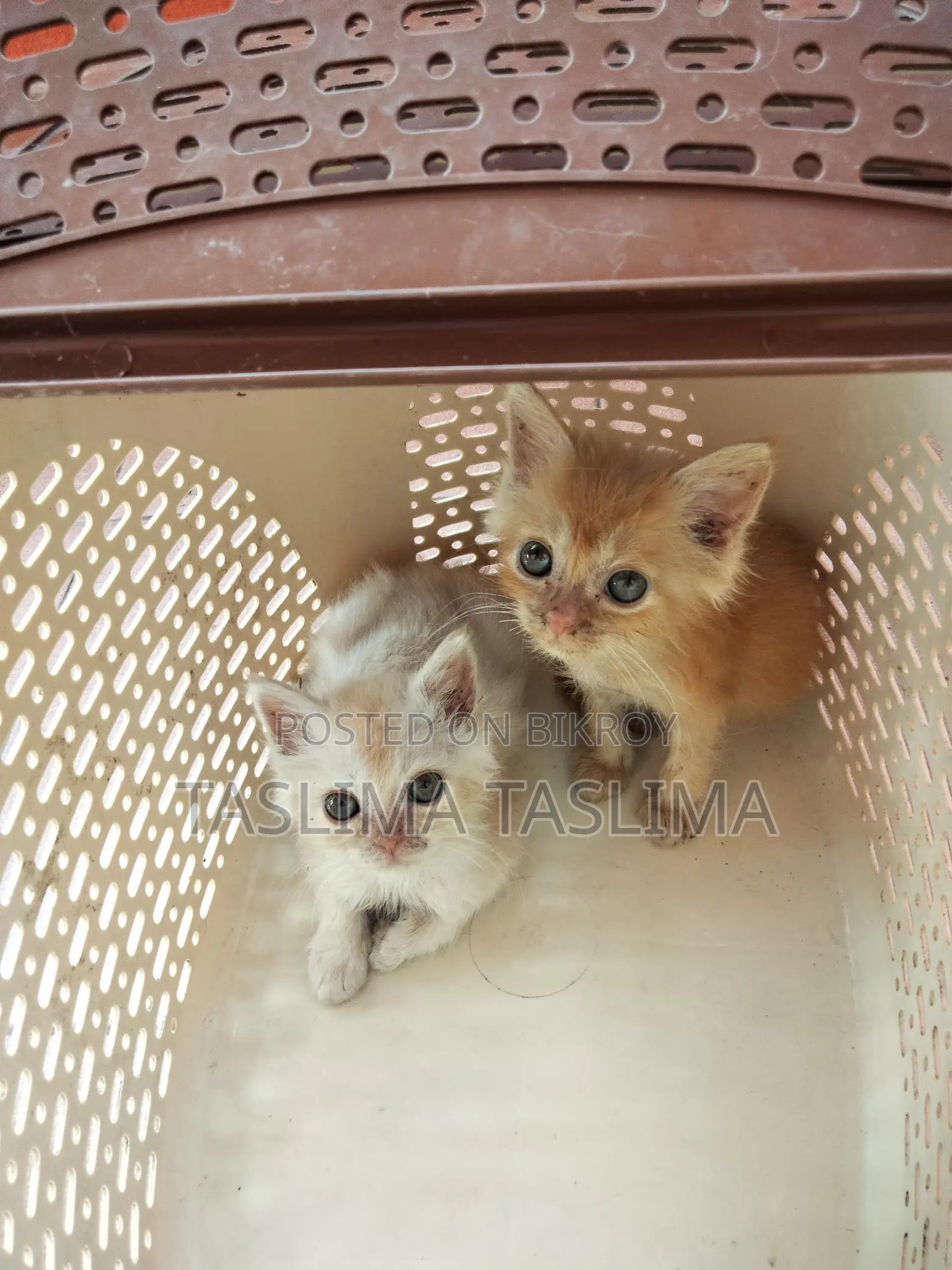 Persian Kitten