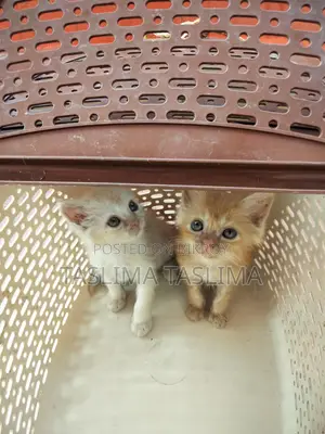 Persian Kitten