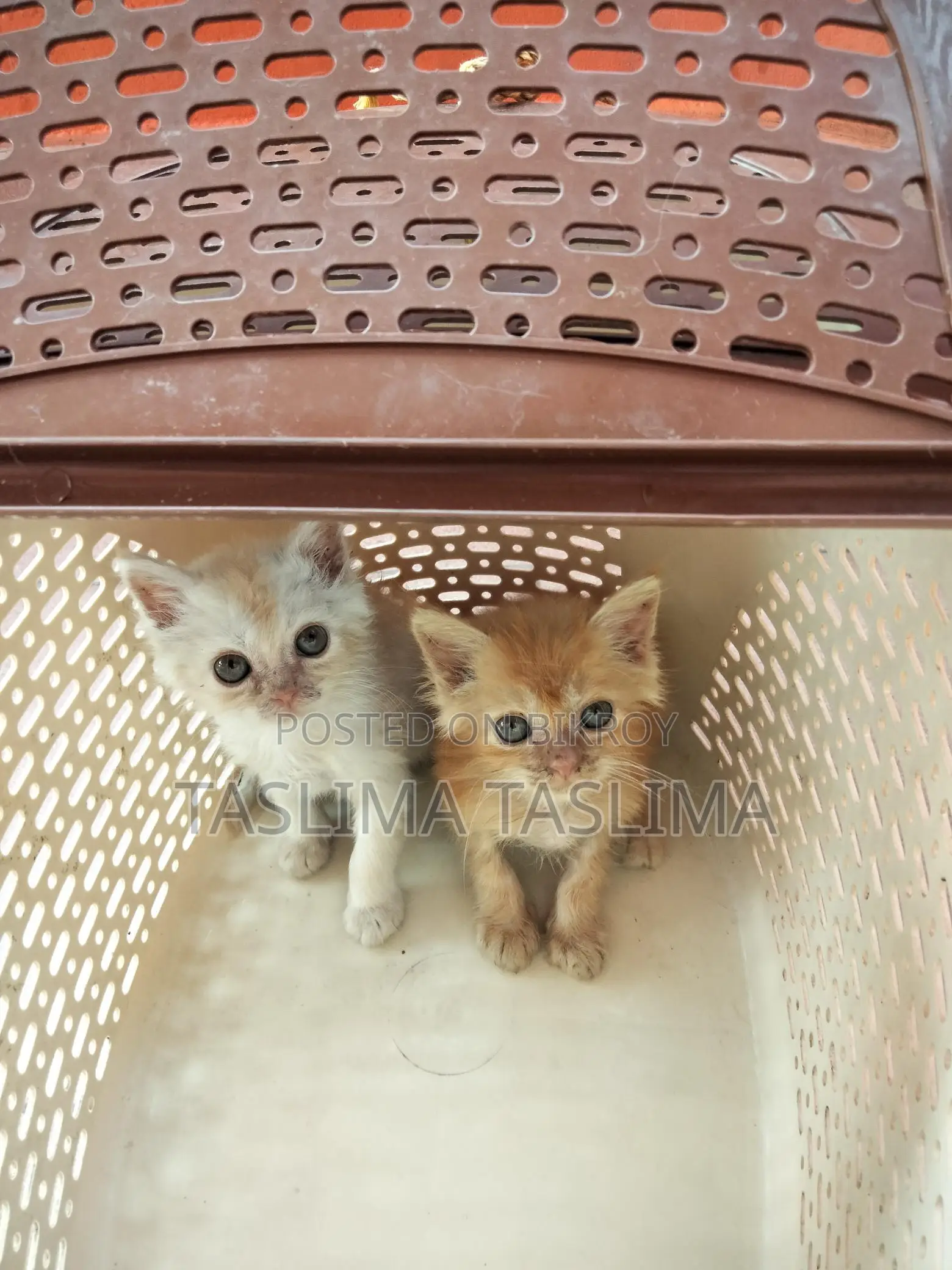 Persian Kitten