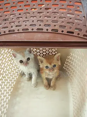 Persian Kitten