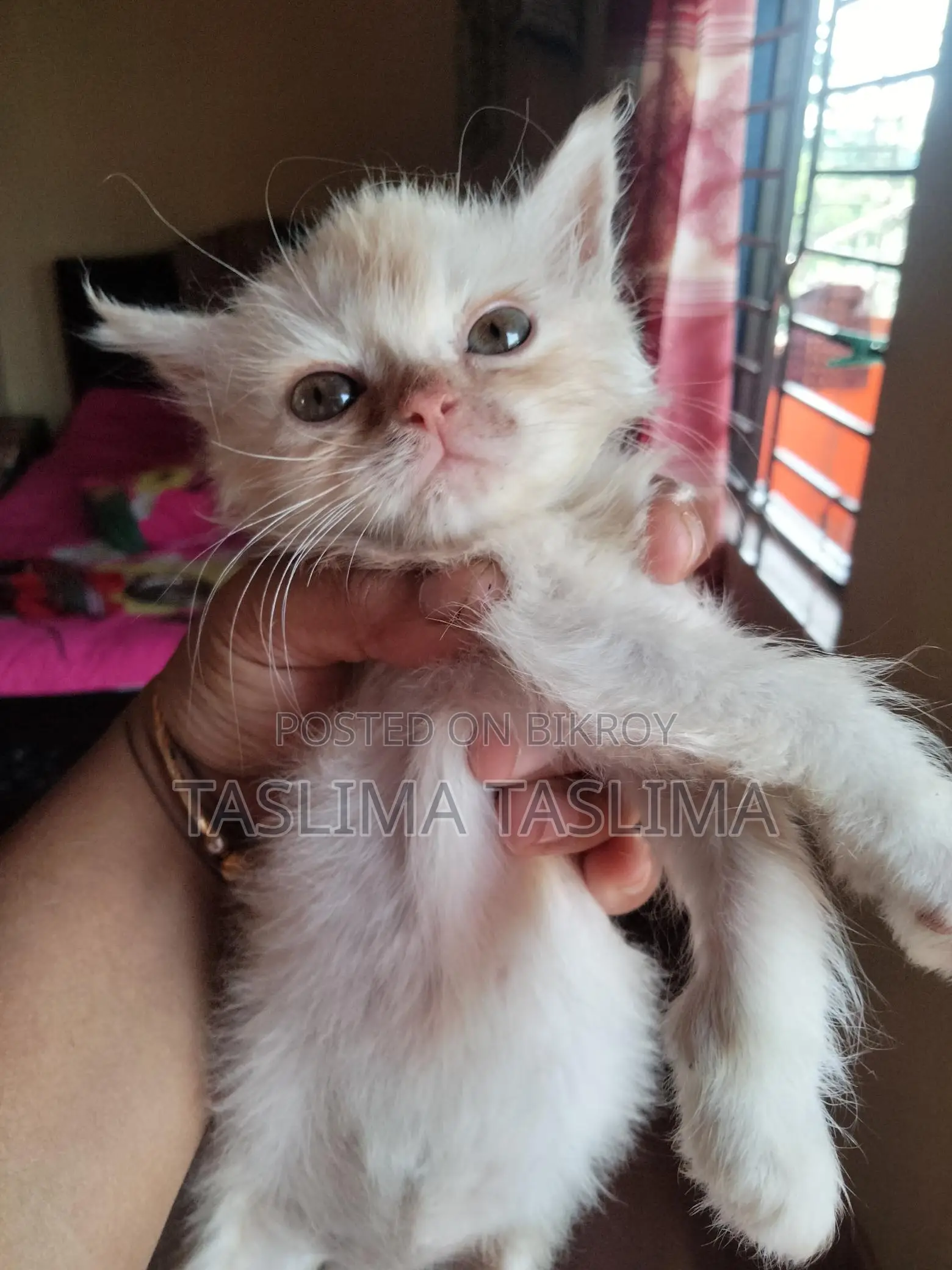 Persian Kitten