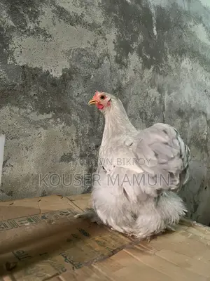 সিলভার কোচিন