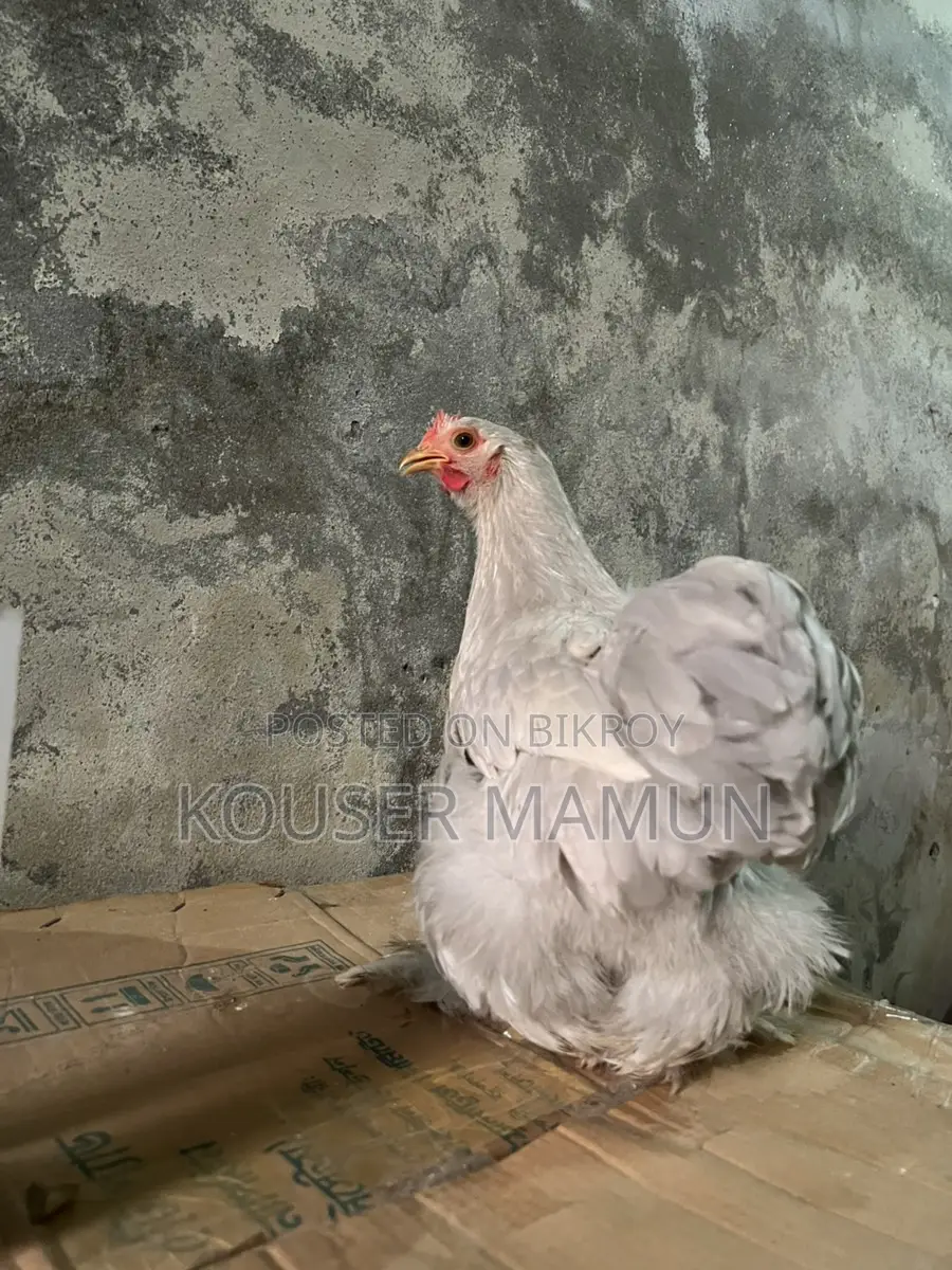 সিলভার কোচিন